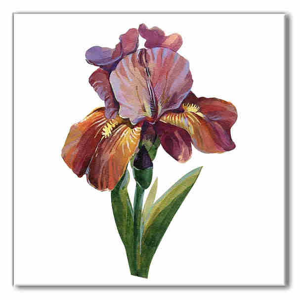 2 Purple Iris Floral Wall Tile