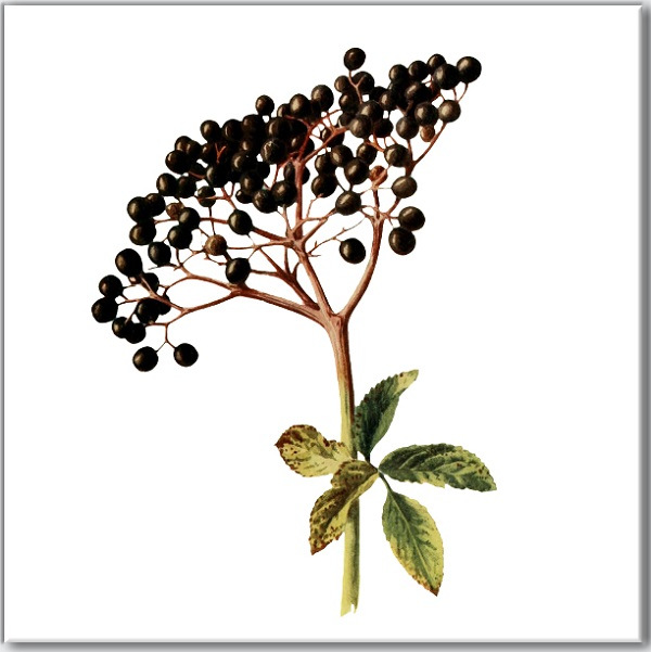 Elderberry SQUARE