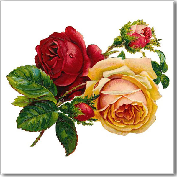 3 Red Yellow Roses Shabby Chic Wall Tile