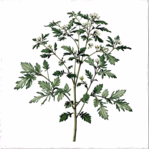 Detailed illustration of a plant.