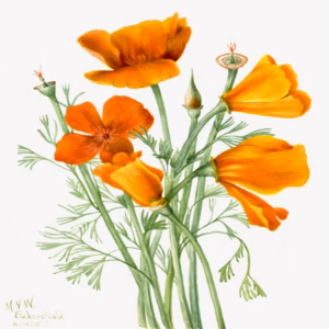 California Poppy (Eschscholtzia Californica) hand-decorated ceramic wall tile