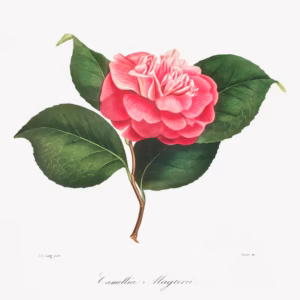 Camellia No. 171 hand-decorated ceramic wall tile