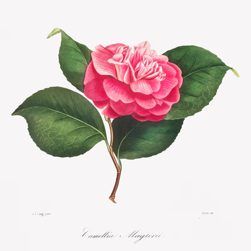 Camellia No. 171 hand-decorated ceramic wall tile