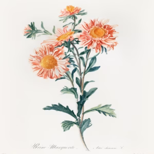 Chinese Aster Vintage Prints hand-decorated ceramic wall tile