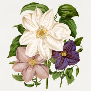 Clematis Hyb. 1.Madame Van Houtte 2.Lady Bovill 3.Jackmani hand-decorated ceramic wall tile