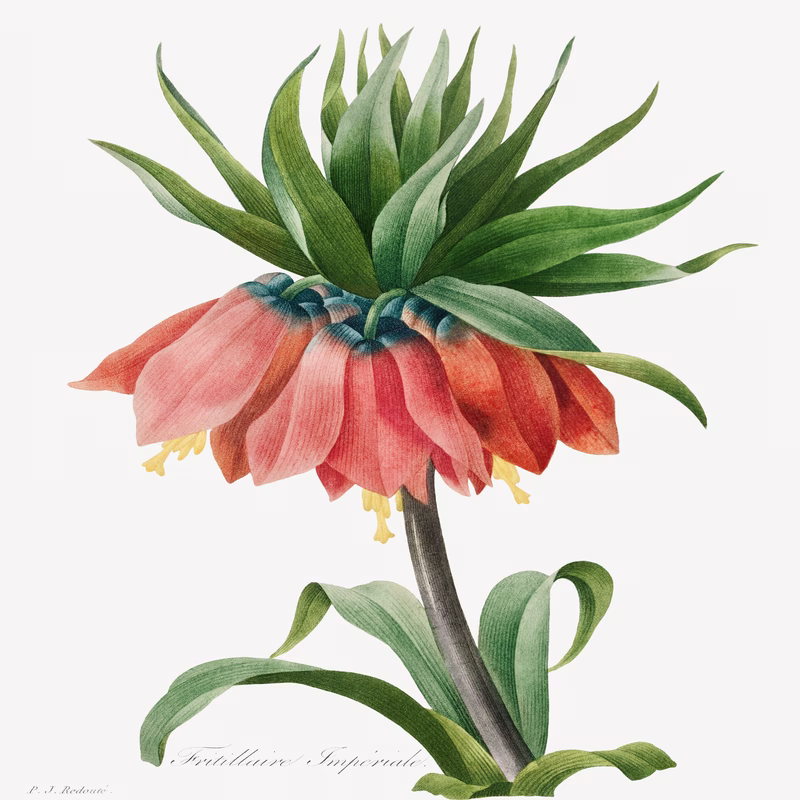 Crown Imperial Fritillary hand-decorated ceramic wall tile