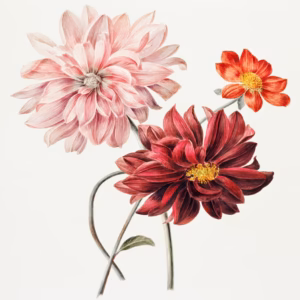 Dahlias hand-decorated ceramic wall tile