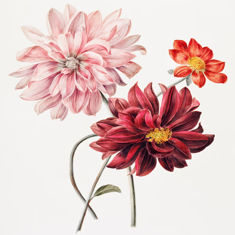 Dahlias hand-decorated ceramic wall tile