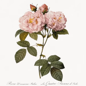 Damask Rose (Rosa Damascena Italica) hand-crafted ceramic wall tile
