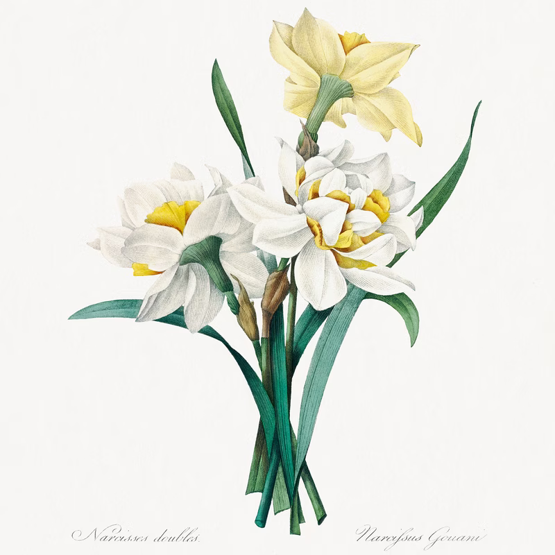 Double Daffodil hand-decorated ceramic wall tile