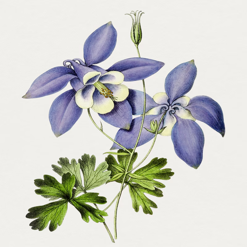 Hand Drawn Blue Columbine Flower hand-decorated ceramic wall tile