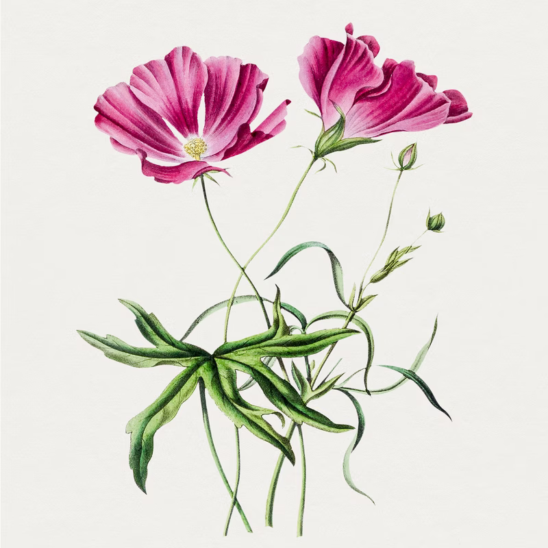 Hand Drawn Pink Poppy hand-decorated ceramic wall tile