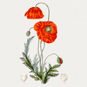 Hand Drawn Red Poppy hand-decorated ceramic wall tile