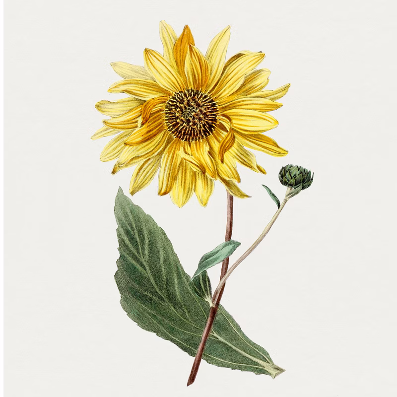Hand Drawn Sunflower hand-decorated ceramic wall tile
