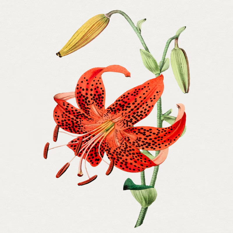 Hand Drawn Tiger Lily hand-decorated ceramic wall tile
