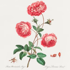 Larger Provence Rose hand-decorated ceramic wall tile