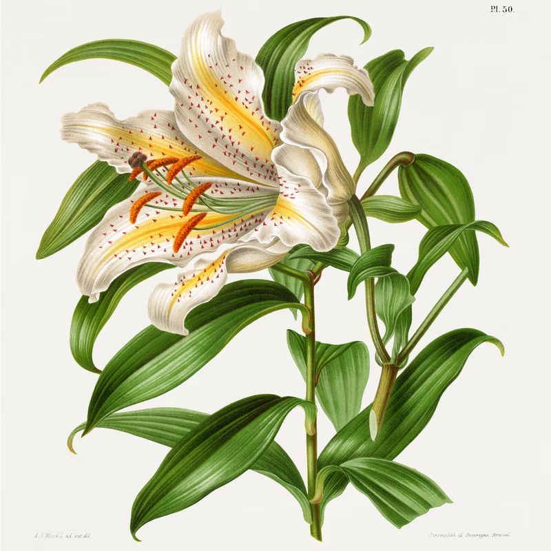 Lilium Speciosum Imperiale Lilium Auratum hand-decorated ceramic wall tile