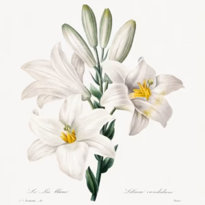 Madonna Lily From Choix Des Plus Belles Fleurs hand-decorated ceramic wall tile