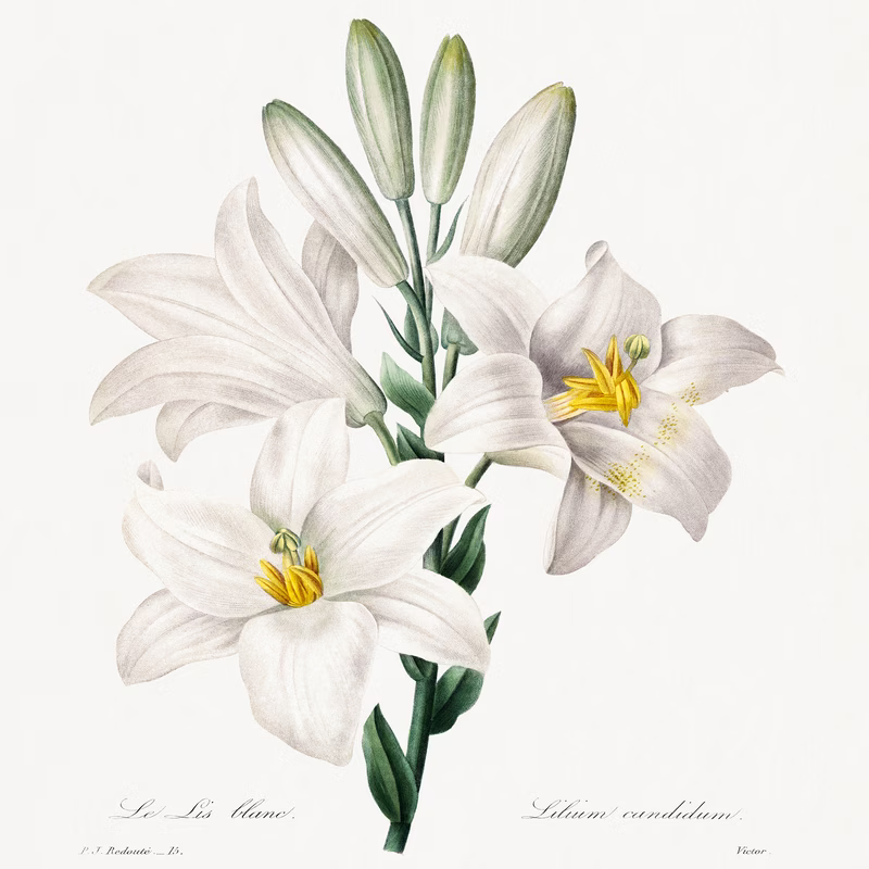Madonna Lily From Choix Des Plus Belles Fleurs hand-decorated ceramic wall tile