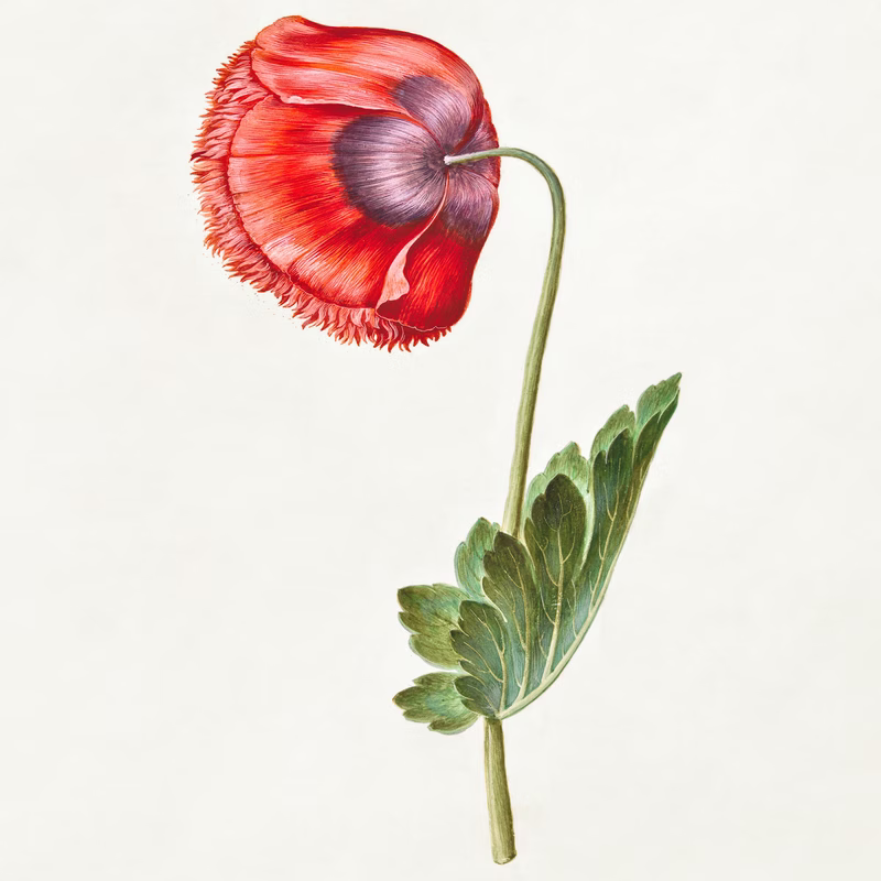 Papaver Somniferum (Opium Poppy) hand-decorated ceramic wall tile