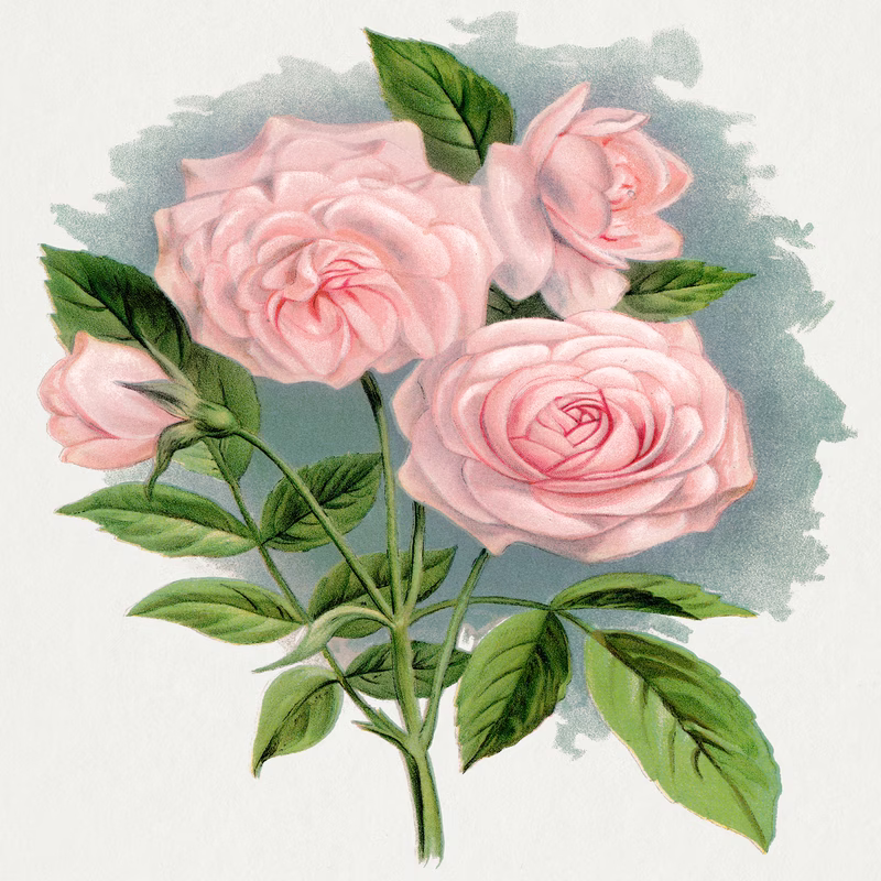 Pink Rose Clothilde Soupert hand-decorated ceramic wall tile