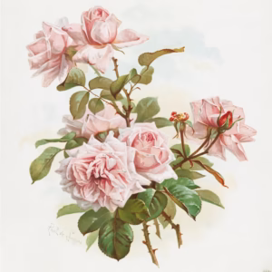 Pink Roses La France Roses Vintage Flower Illustration hand-decorated ceramic wall tile