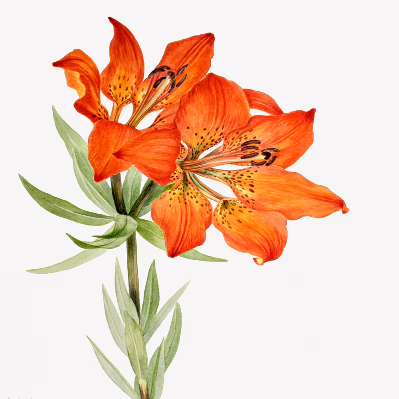 Red Lily (Lilium Montanum) hand-decorated ceramic wall tile