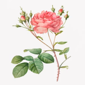 Rosa Centifolia Anglica Rubra hand-decorated ceramic wall tile