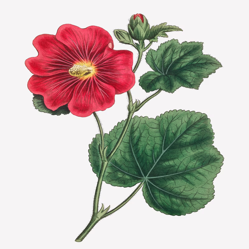 Seringapatam Hollyhock (Alcea Rosea) hand-decorated ceramic wall tile