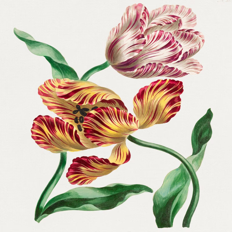 Various Tulips hand-decorated ceramic wall tile