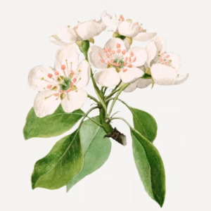 Vintage Pear Flowers Illustration hand-decorated ceramic wall tile