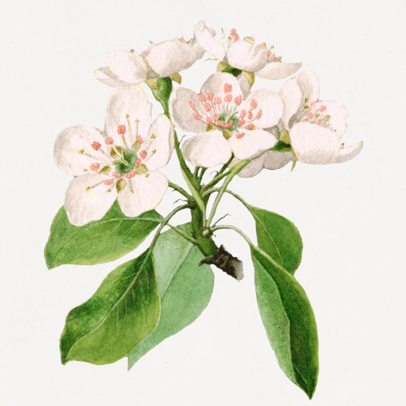 Vintage Pear Flowers Illustration hand-decorated ceramic wall tile