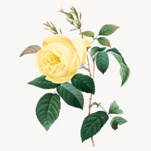 Redouté Yellow Rose hand-decorated ceramic wall tile